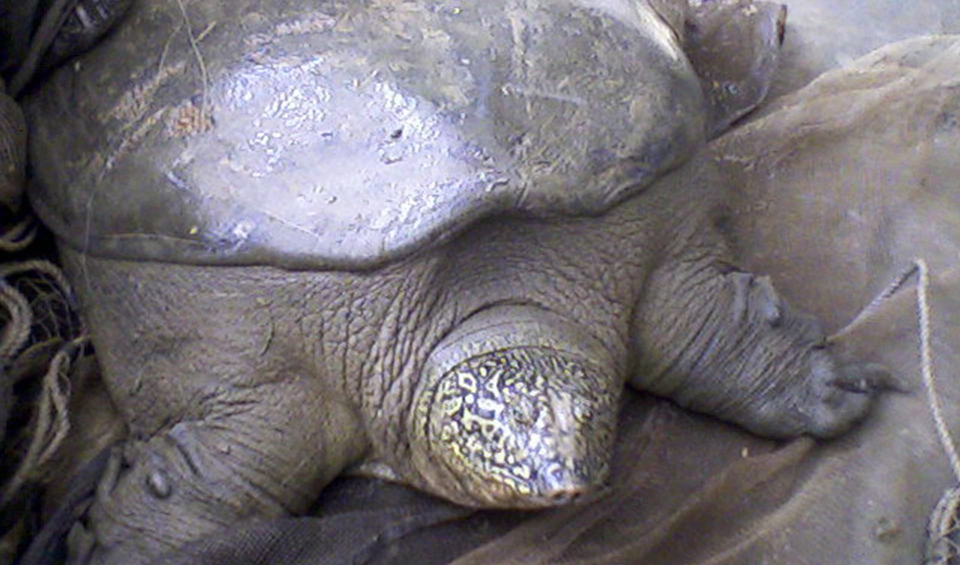 Yangtze giant softshell turtle facts, distribution & population | BioDB